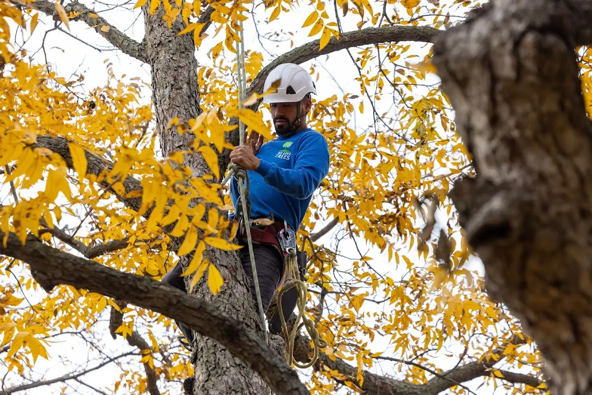 Skilled Tree Trimming crew working in Winslow